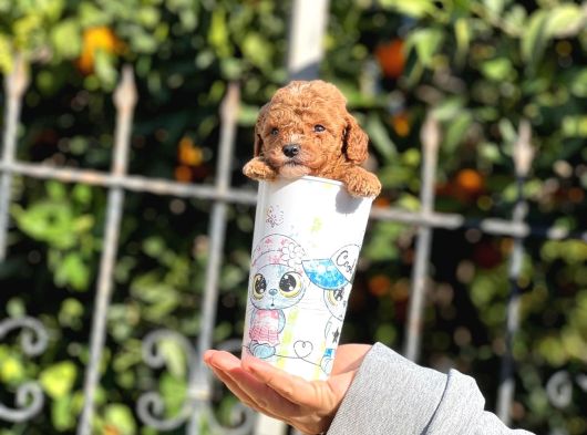Orjinal Teacup Red Brown Toy Poodle Yavrularımız görsel