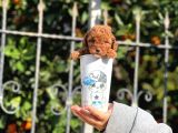 Orjinal Teacup Red Brown Toy Poodle Yavrularımız