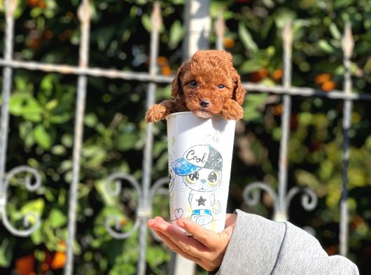 Orjinal Teacup Red Brown Toy Poodle Yavrularımız