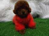 Safkan Ve Irk Garantili Toy Poodle Yavrularımız