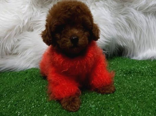 Safkan Ve Irk Garantili Toy Poodle Yavrularımız