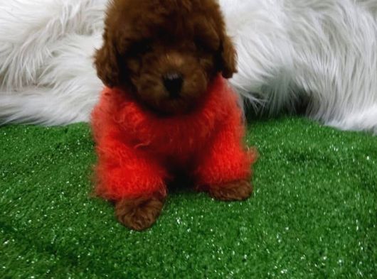 Safkan Ve Irk Garantili Toy Poodle Yavrularımız görsel