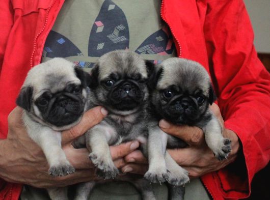 Pug Mops Yavrulari Mama Ve Malzeme Kampanyanli görsel