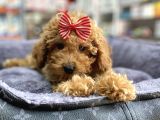Mini - Teacup Poodle