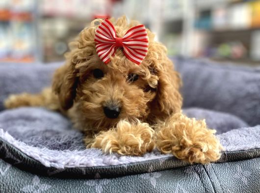 Mini - Teacup Poodle görsel