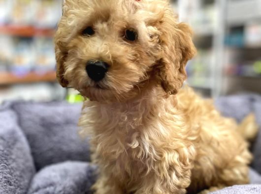 Secereli Red Brown Babadan Toy Poodle Yavrumuz