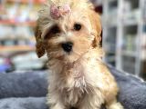 Anne Maltese Baba Secereli Red Brown Poodle