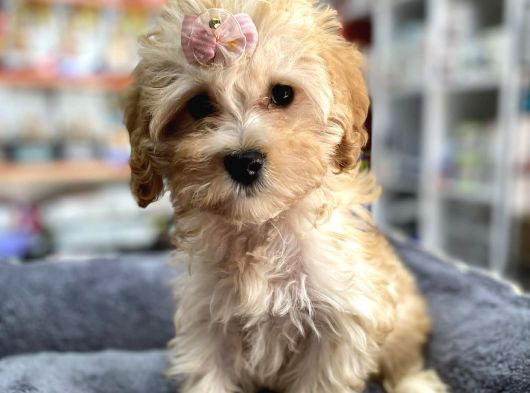 Anne Maltese Baba Secereli Red Brown Poodle görsel