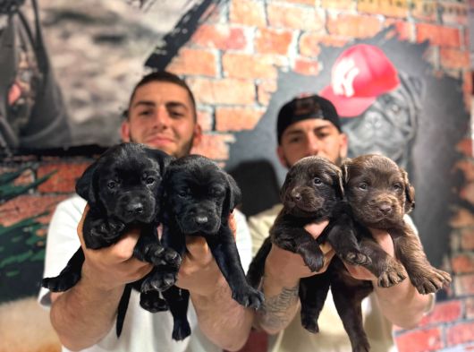Ruhsatlı Çiflğimizden A Kalite Labrador Yavrularımız görsel