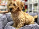 Secereli Red Brown Babadan Toy Poodle Yavrumuz