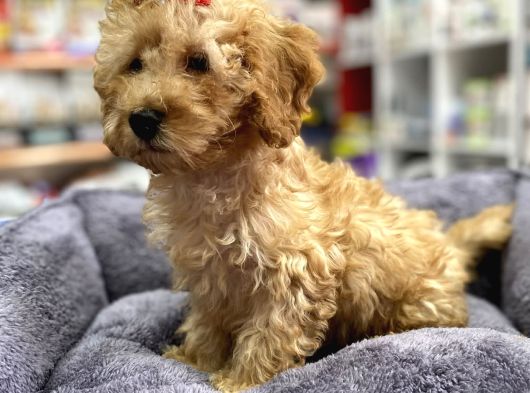 Secereli Red Brown Babadan Toy Poodle Yavrumuz görsel