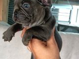 French Bull Dog Yavruları Mama Ve Malzeme Kanpanli