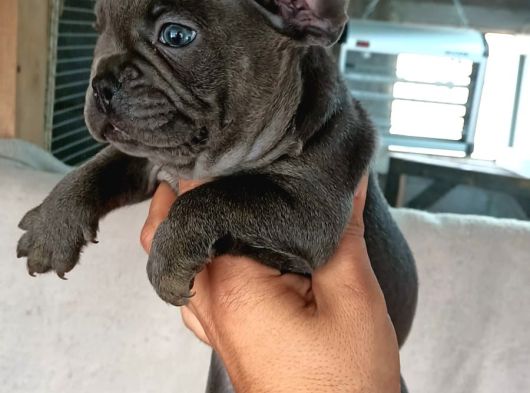 French Bull Dog Yavruları Mama Ve Malzeme Kanpanli görsel