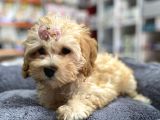 Anne Maltese Baba Secereli Red Brown Poodle