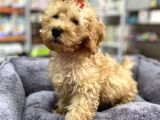 Secereli Red Brown Babadan Toy Poodle Yavrumuz