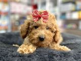 Mini - Teacup Poodle