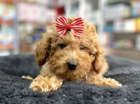 Mini - Teacup Poodle görsel