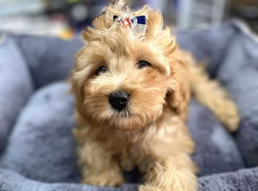 Anne Maltese Baba Secereli Red Brown Poodle görsel