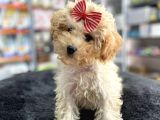 Mini - Teacup Poodle