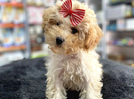 Mini - Teacup Poodle görsel