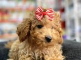 Mini - Teacup Poodle