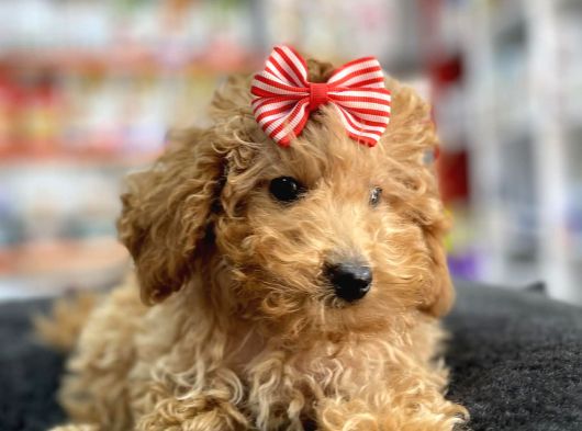 Mini - Teacup Poodle görsel