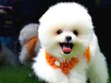 Yeni yuvasına gitmeye teddy bear pomeranian Boo