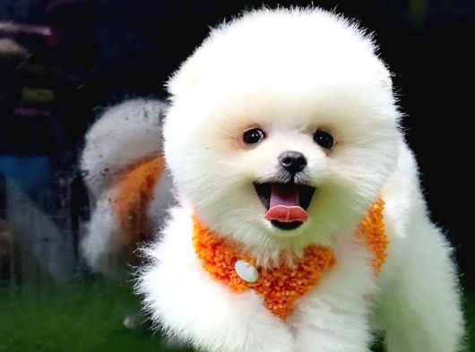 Yeni Yuvasına Gitmeye Teddy Bear Pomeranian Boo
