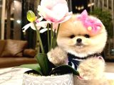Yeni Yuvasına Gitmeye Teddy Bear Pomeranian Boo