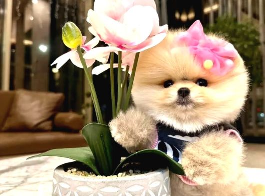 Yeni Yuvasına Gitmeye Teddy Bear Pomeranian Boo görsel