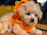 Bakanlık onaylı üretim çiftliğinden Maltipoo yavrular