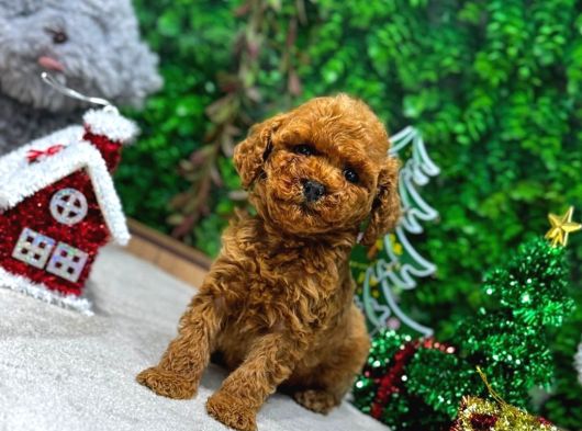 Ufak Boy Red Dişi Ve Erkek Toy Poodle