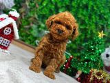 Ufak Boy Red Dişi Ve Erkek Toy Poodle