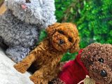 Ufak Boy Red Dişi Ve Erkek Toy Poodle