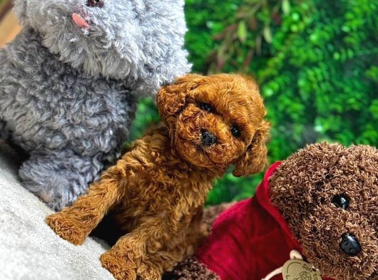 Ufak Boy Red Dişi Ve Erkek Toy Poodle görsel
