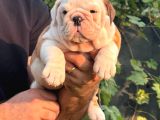 A Kali̇te İngi̇li̇z Bulldog Bebekler