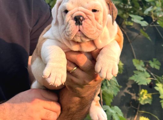 A Kali̇te İngi̇li̇z Bulldog Bebekler görsel