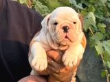 A KALİTE İNGİLİZ BULLDOG BEBEKLER