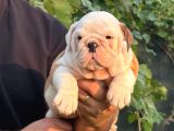 A Kali̇te İngi̇li̇z Bulldog Bebekler
