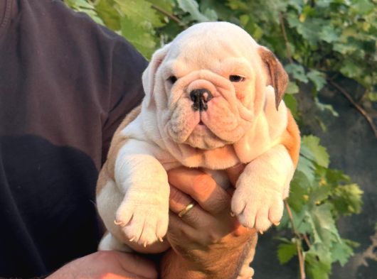 A Kali̇te İngi̇li̇z Bulldog Bebekler görsel