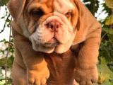 A KALİTE EGZOTİÇ İNGİLİZ BULLDOG BEBEKLER