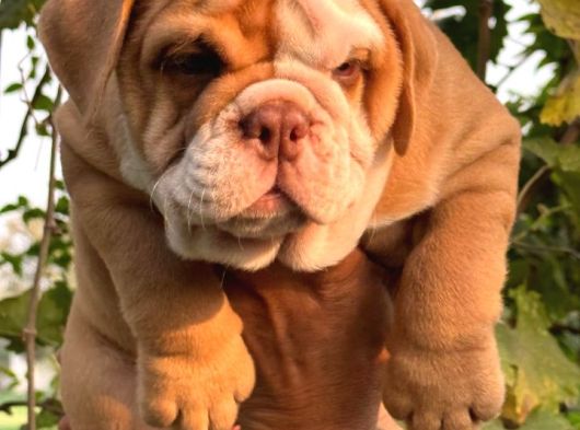 A Kali̇te Egzoti̇ç İngi̇li̇z Bulldog Bebekler