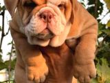 A Kali̇te Egzoti̇ç İngi̇li̇z Bulldog Bebekler