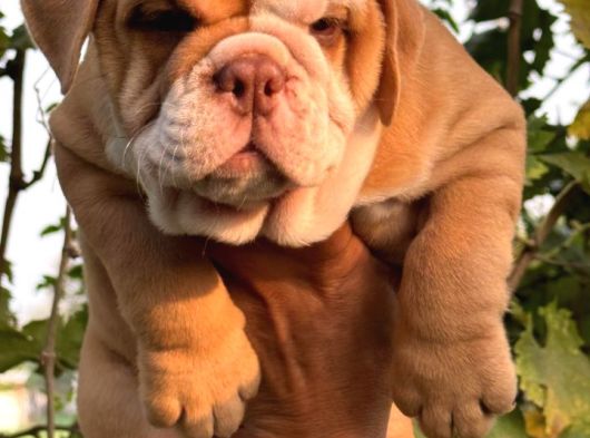 A Kali̇te Egzoti̇ç İngi̇li̇z Bulldog Bebekler görsel
