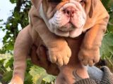 A Kali̇te Egzoti̇ç İngi̇li̇z Bulldog Bebekler