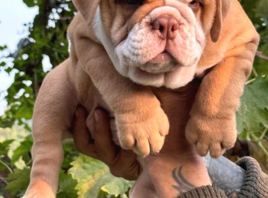 A Kali̇te Egzoti̇ç İngi̇li̇z Bulldog Bebekler görsel