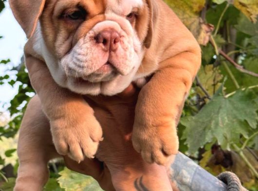 A Kali̇te Egzoti̇ç İngi̇li̇z Bulldog Bebekler görsel