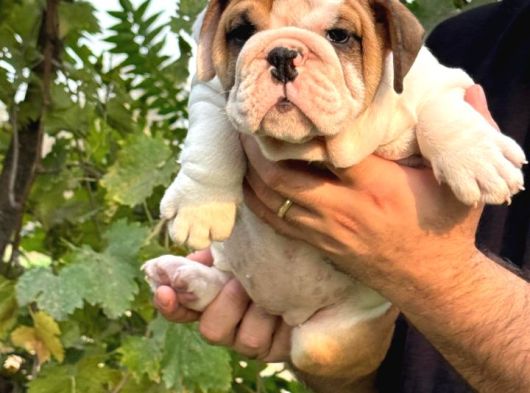 A Kali̇te İngi̇li̇z Bulldog Bebekler görsel