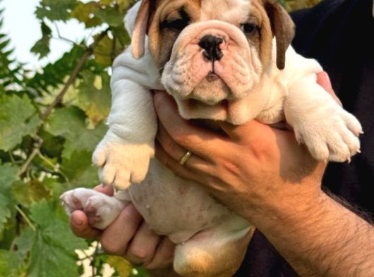 A Kali̇te İngi̇li̇z Bulldog Bebekler görsel