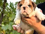 A KALİTE İNGİLİZ BULLDOG BEBEKLER